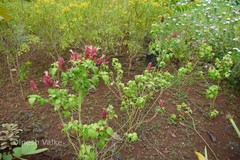 Justicia brandegeeana